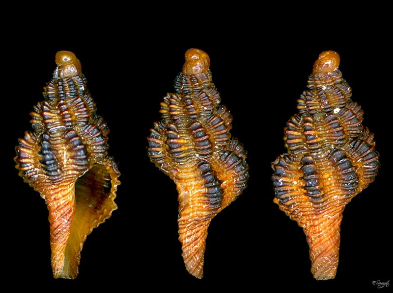 Fusinus